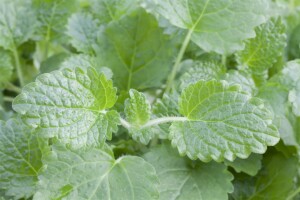 Melissa officinalis 9 cm Topf - Größe nach Saison