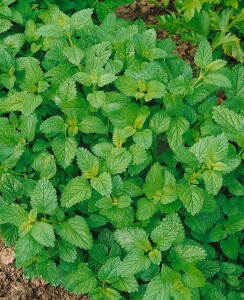 Melissa officinalis 9 cm Topf - Größe nach Saison