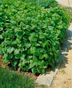 Melissa officinalis 9 cm Topf - Größe nach Saison