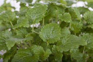 Melissa officinalis 9 cm Topf - Größe nach Saison