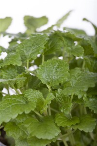 Melissa officinalis 9 cm Topf - Größe nach Saison