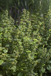 Melissa officinalis 9 cm Topf - Größe nach Saison