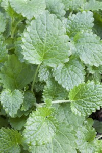 Melissa officinalis 9 cm Topf - Größe nach Saison