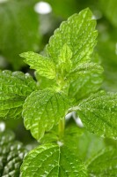 Melissa officinalis 9 cm Topf - Größe nach Saison