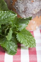 Melissa officinalis 9 cm Topf - Größe nach Saison