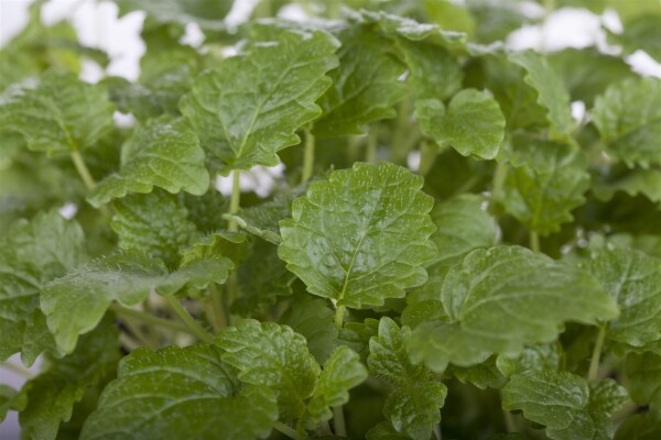 Melissa officinalis Limonii 9 cm Topf - Größe nach Saison