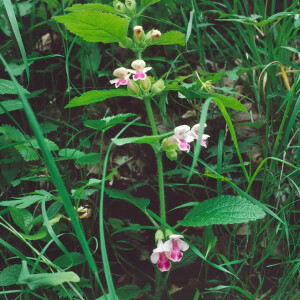 Melittis melissophyllum P 1