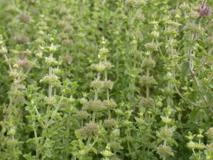 Mentha pulegium 9 cm Topf - Größe nach Saison