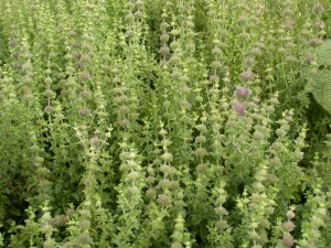 Mentha pulegium 9 cm Topf - Größe nach Saison