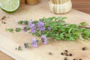 Mentha pulegium 9 cm Topf - Größe nach Saison