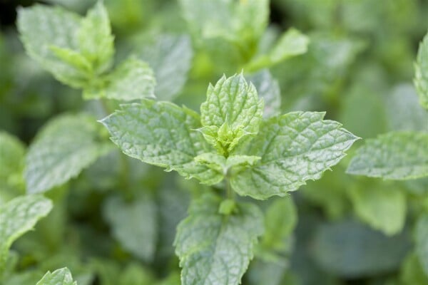 Mentha spicata Maroccan 9 cm Topf - Größe nach Saison