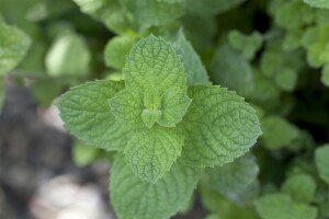 Mentha spicata Maroccan 9 cm Topf - Größe nach Saison