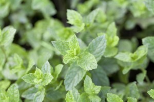 Mentha spicata Maroccan 9 cm Topf - Größe nach Saison