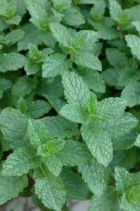 Mentha spicata Maroccan 9 cm Topf - Größe nach Saison