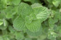 Mentha spicata Maroccan 9 cm Topf - Größe nach Saison