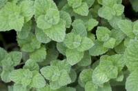 Mentha spicata Maroccan 9 cm Topf - Größe nach Saison