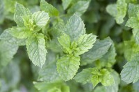 Mentha spicata Maroccan 9 cm Topf - Größe nach Saison