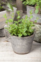 Mentha spicata Maroccan 9 cm Topf - Größe nach Saison