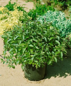 Mentha x piperita 9 cm Topf - Größe nach Saison