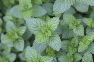 Mentha x piperita 9 cm Topf - Größe nach Saison