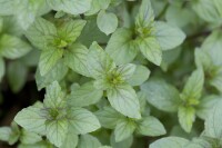 Mentha x piperita 9 cm Topf - Größe nach Saison