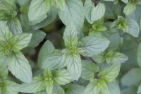 Mentha x piperita 9 cm Topf - Größe nach Saison