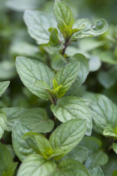 Mentha x piperita Chocolate 9 cm Topf - Größe nach Saison