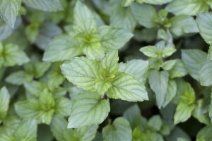 Mentha x piperita Chocolate 9 cm Topf - Größe nach Saison