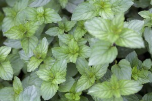 Mentha x piperita Chocolate 9 cm Topf - Größe nach Saison