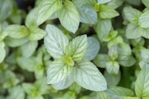 Mentha x piperita Chocolate 9 cm Topf - Größe nach Saison