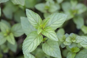 Mentha x piperita Chocolate 9 cm Topf - Größe nach Saison