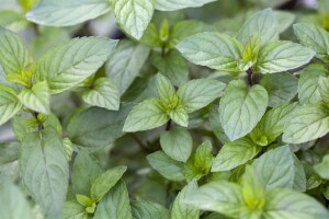 Mentha x piperita Chocolate 9 cm Topf - Größe nach Saison