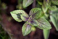 Mentha x piperita Chocolate 9 cm Topf - Größe nach Saison