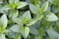 Mentha x piperita Chocolate 9 cm Topf - Größe nach Saison