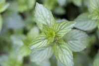 Mentha x piperita Chocolate 9 cm Topf - Größe nach Saison