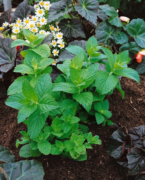 Mentha x piperita Mitcham 9 cm Topf - Größe nach Saison