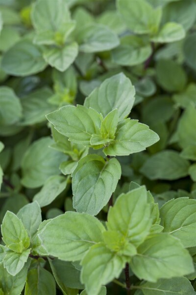 Mentha x piperita var. citrata Lemon 9 cm Topf - Größe nach Saison