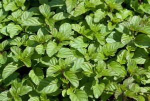 Mentha x piperita var.citrata Lemon 9 cm Topf - Größe nach Saison