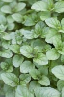 Mentha x piperita var.citrata Lemon 9 cm Topf -...