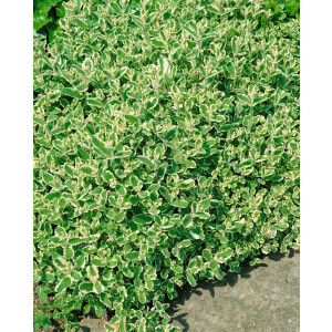 Mentha x rotundifolia Variegata P 0,5