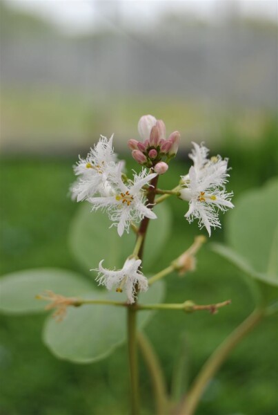 Menyanthes trifoliata 9 cm Topf - Größe nach Saison