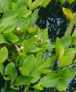 Menyanthes trifoliata 9 cm Topf - Größe nach Saison