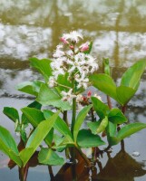 Menyanthes trifoliata 9 cm Topf - Größe nach Saison