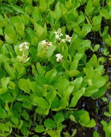 Menyanthes trifoliata 9 cm Topf - Größe nach Saison