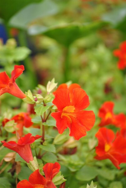 Mimulus cupreus Roter Kaiser 9 cm Topf - Größe nach Saison