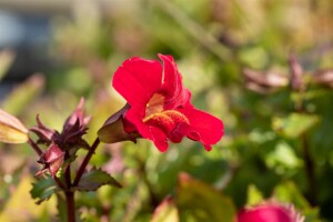 Mimulus cupreus Roter Kaiser 9 cm Topf - Größe nach Saison