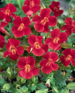 Mimulus cupreus Roter Kaiser 9 cm Topf - Größe nach Saison