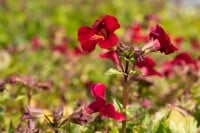 Mimulus cupreus Roter Kaiser 9 cm Topf - Größe nach Saison