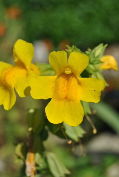 Mimulus luteus 9 cm Topf - Größe nach Saison