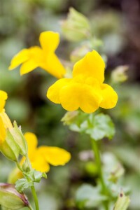 Mimulus luteus 9 cm Topf - Größe nach Saison